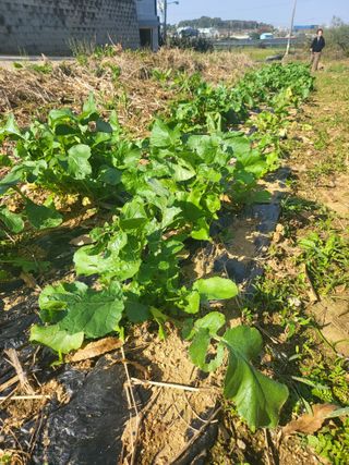 로만아빠님의 기타작물 · 영농일지 작성글 사진