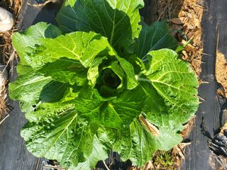 로만아빠님의 기타작물 · 영농일지 작성글 사진