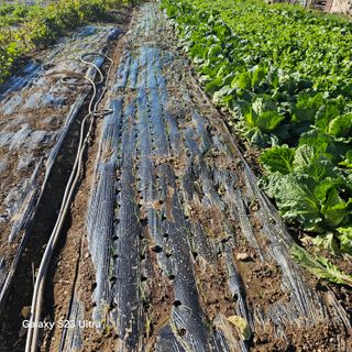 박용열조물주님 님의 파 · 영농일지 작성글 사진
