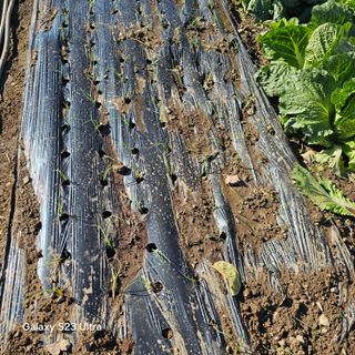 박용열조물주님 님의 파 · 영농일지 작성글 사진