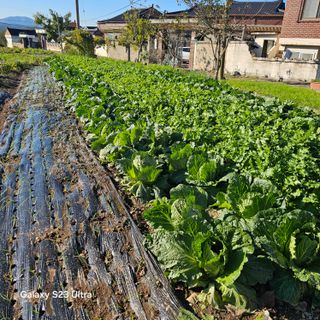 박용열조물주님 님의 파 · 영농일지 작성글 사진