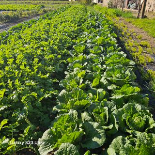 박용열조물주님 님의 파 · 영농일지 작성글 사진