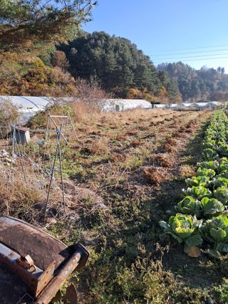농부의약속님의 콩 · 영농일지 작성글 사진