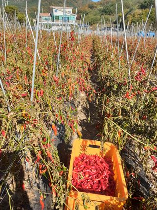 고추29286님의 자유주제 · 자유게시판 작성글 사진