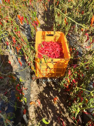 고추29286님의 자유주제 · 자유게시판 작성글 사진