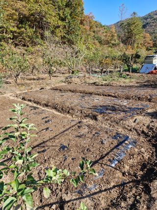 낙엽교목류21691님의 자유주제 · 자유게시판 작성글 사진
