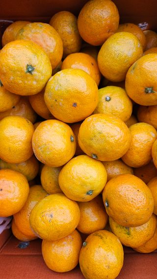 고강농원 강영자님의 작성글 사진