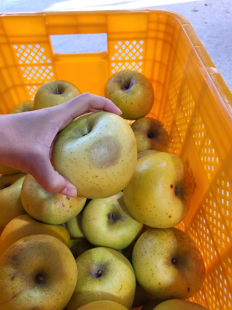 하늘아래사과나무님의 장터 판매 상품 [시나노 골드 흠과 가정용 10kg] 첨부 사진