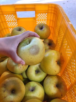 하늘아래사과나무님의 작성글 사진