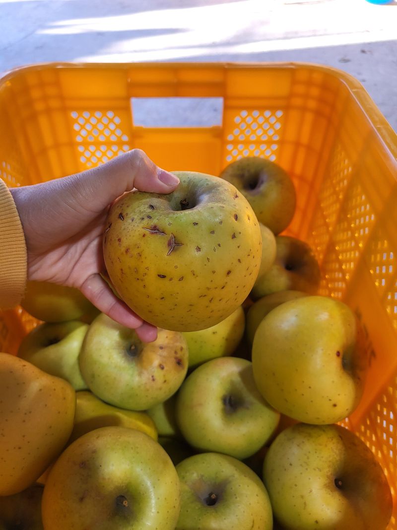하늘아래사과나무님의 장터 판매 상품 [시나노 골드 흠과 가정용 10kg] 첨부 사진
