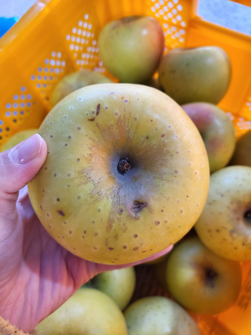 하늘아래사과나무님의 장터 판매 상품 [시나노 골드 흠과 가정용 10kg] 첨부 사진