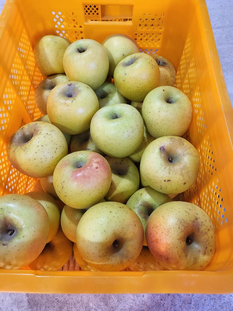 하늘아래사과나무님의 장터 판매 상품 [시나노 골드 흠과 가정용 10kg] 첨부 사진