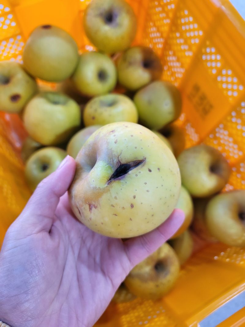 하늘아래사과나무님의 장터 판매 상품 [시나노 골드 흠과 가정용 10kg] 첨부 사진