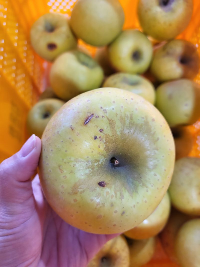 하늘아래사과나무님의 장터 판매 상품 [시나노 골드 흠과 가정용 10kg] 첨부 사진