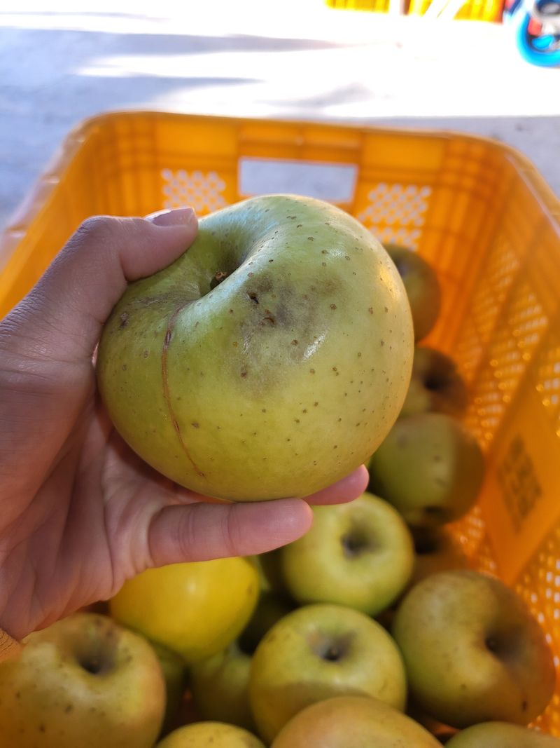하늘아래사과나무님의 장터 판매 상품 [시나노 골드 흠과 가정용 10kg] 첨부 사진