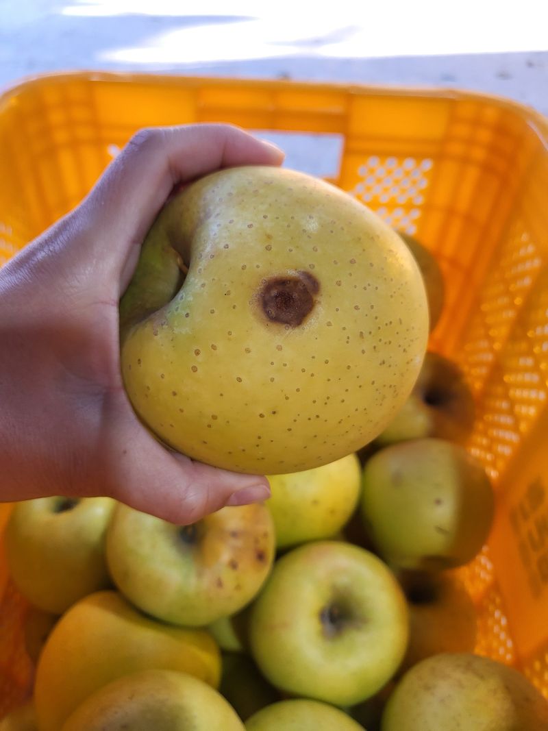 하늘아래사과나무님의 장터 판매 상품 [시나노 골드 흠과 가정용 10kg] 첨부 사진