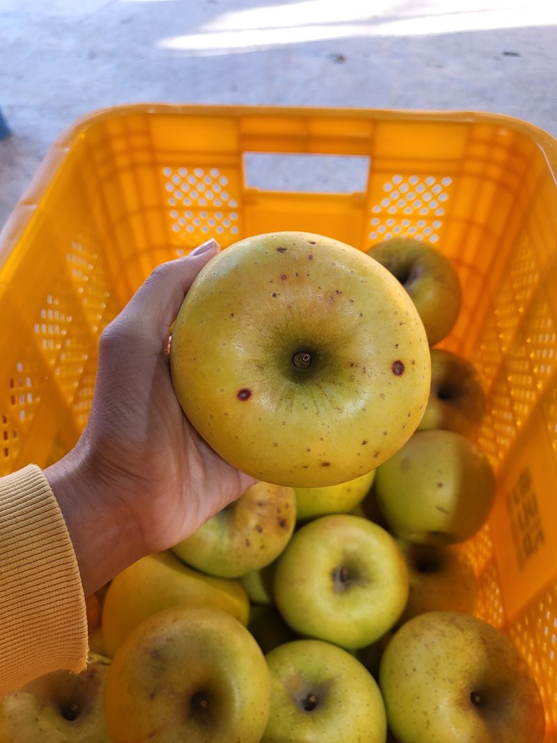하늘아래사과나무님의 장터 판매 상품 [시나노 골드 흠과 가정용 10kg] 첨부 사진
