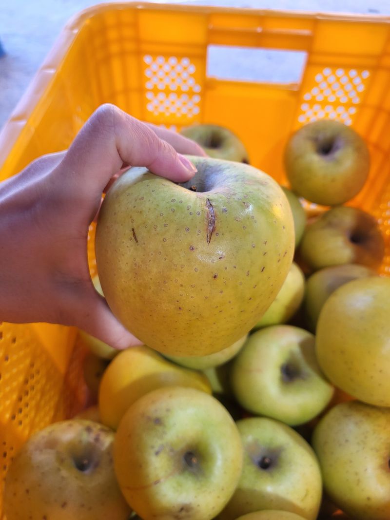 하늘아래사과나무님의 장터 판매 상품 [시나노 골드 흠과 가정용 10kg] 첨부 사진