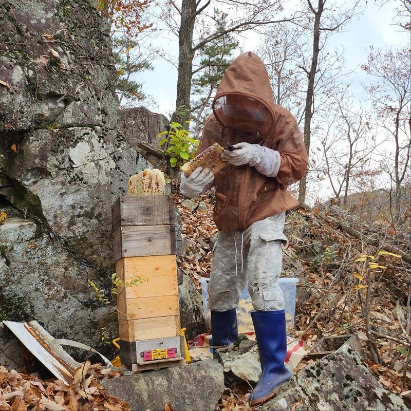 장터 상품 [토봉이천국 토종꿀 2.4kg병] 썸네일