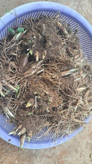 나도농부님의 기타작물 · 영농일지 작성글 사진