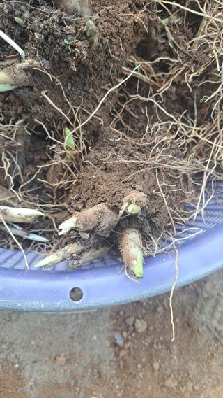 나도농부님의 기타작물 · 영농일지 작성글 사진