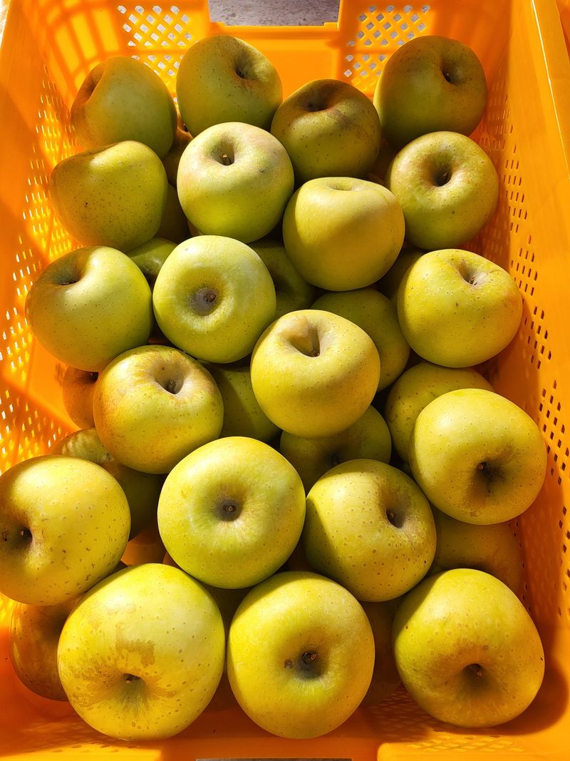 장터 상품 [시나노 골드 꼬마, 소과 가정용 10kg] 썸네일