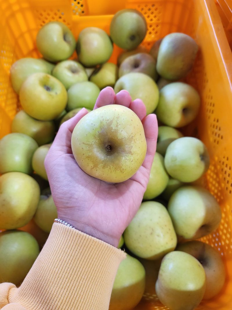 하늘아래사과나무님의 장터 판매 상품 [시나노 골드 꼬마, 소과 가정용 10kg] 첨부 사진