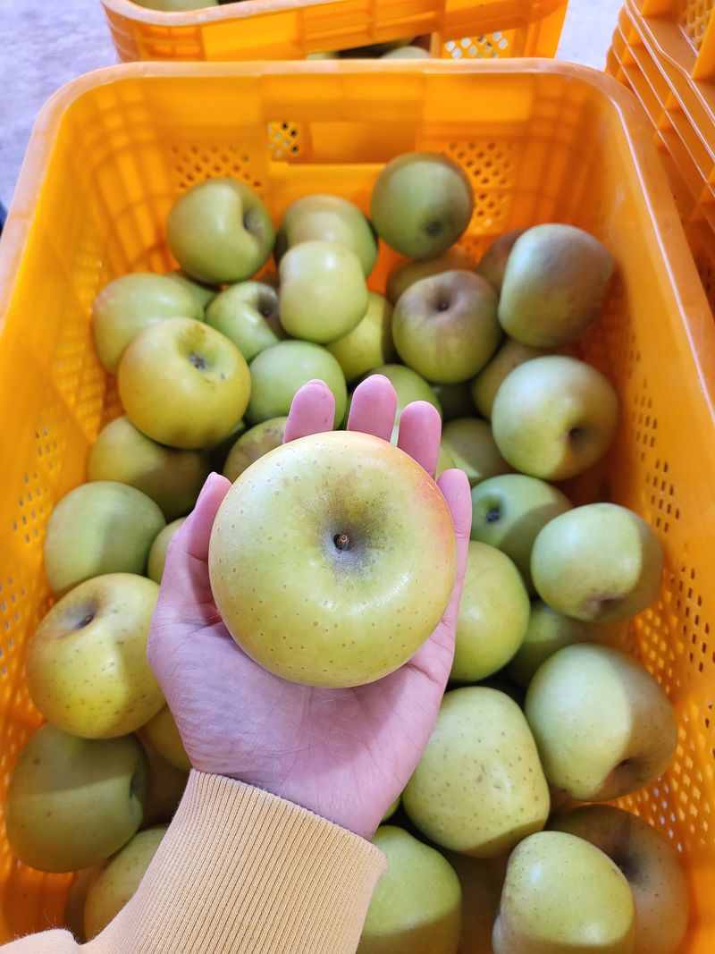 하늘아래사과나무님의 장터 판매 상품 [시나노 골드 꼬마, 소과 가정용 10kg] 첨부 사진