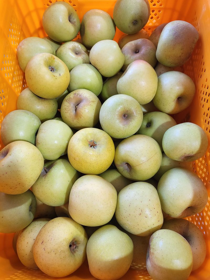 하늘아래사과나무님의 장터 판매 상품 [시나노 골드 꼬마, 소과 가정용 10kg] 첨부 사진