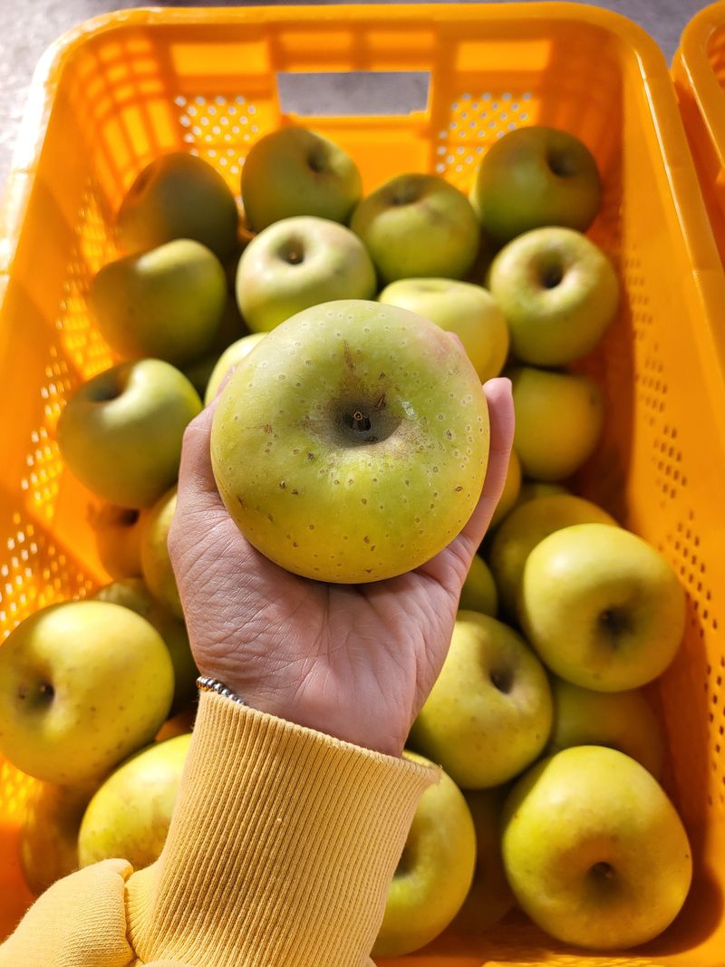 하늘아래사과나무님의 장터 판매 상품 [시나노 골드 꼬마, 소과 가정용 10kg] 첨부 사진
