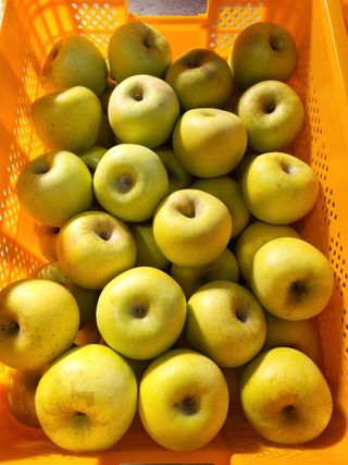 하늘아래사과나무님의 작성글 사진