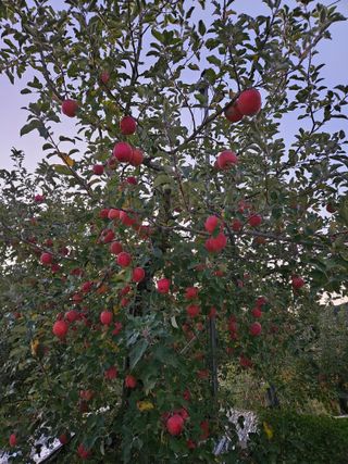 또바기사과(이훈희)님의 사과 · 영농일지 작성글 사진