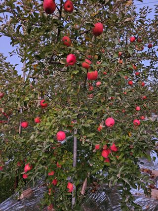 또바기사과(이훈희)님의 사과 · 영농일지 작성글 사진