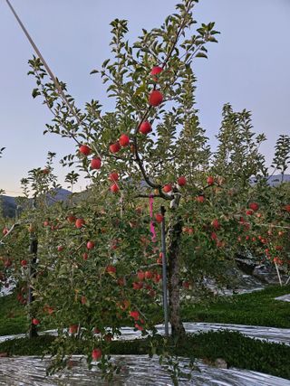 또바기사과(이훈희)님의 사과 · 영농일지 작성글 사진