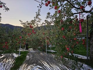 또바기사과(이훈희)님의 사과 · 영농일지 작성글 사진