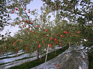또바기사과(이훈희)님의 사과 · 영농일지 작성글 사진