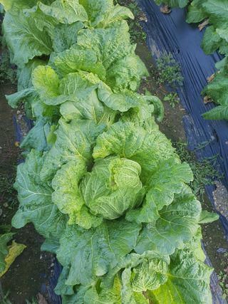 옥천서화농님의 자유주제 · 자유게시판 작성글 사진