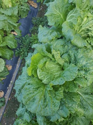 옥천서화농님의 자유주제 · 자유게시판 작성글 사진