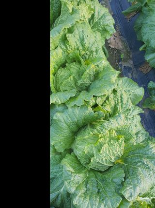 옥천서화농님의 자유주제 · 자유게시판 작성글 사진