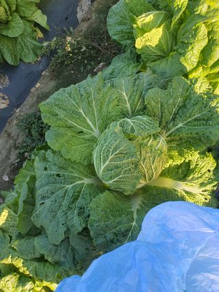 옥천서화농님의 자유주제 · 자유게시판 작성글 사진