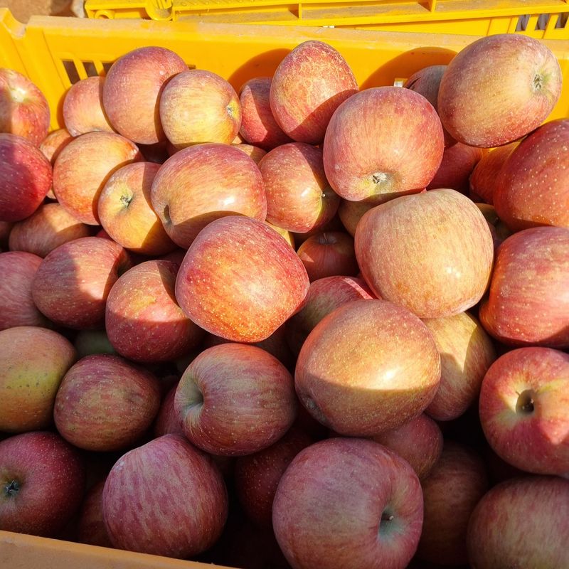 장터 상품 [ 사과] 썸네일