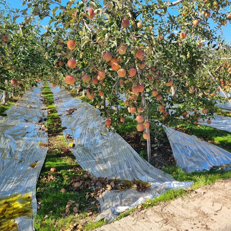 황대규님의 장터 판매 상품 [ 사과] 첨부 사진