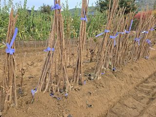 일심묘목농원님의 자유주제 · 자유게시판 작성글 사진