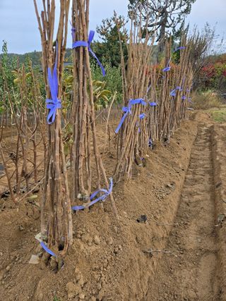 일심묘목농원님의 자유주제 · 자유게시판 작성글 사진