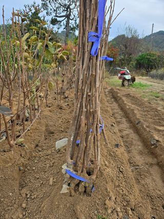 일심묘목농원님의 자유주제 · 자유게시판 작성글 사진