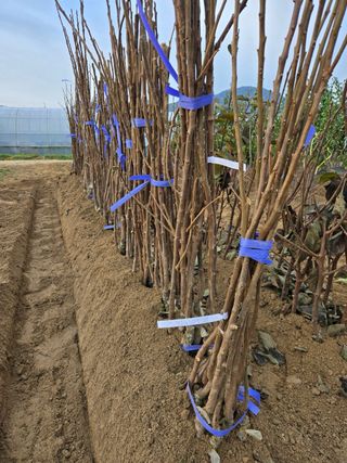 일심묘목농원님의 자유주제 · 자유게시판 작성글 사진