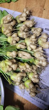 팜모닝 기타작물·병해충상담 게시글 이미지