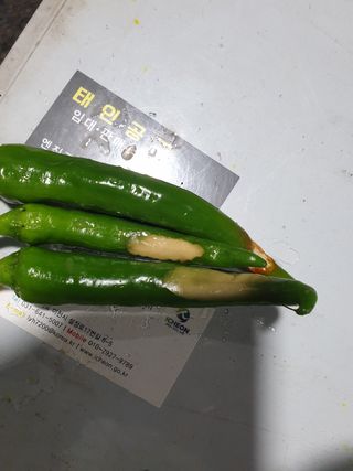 일벌레님의 고추 · 병해충상담 작성글 사진