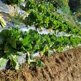 팜모닝 참깨·영농일지 게시글 이미지