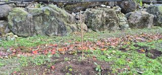 달맛햇복숭아농원님의 복숭아 · 영농일지 작성글 사진